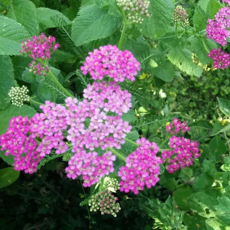 Nummer 13 Commune fusionnée de Bernkastel-Kues