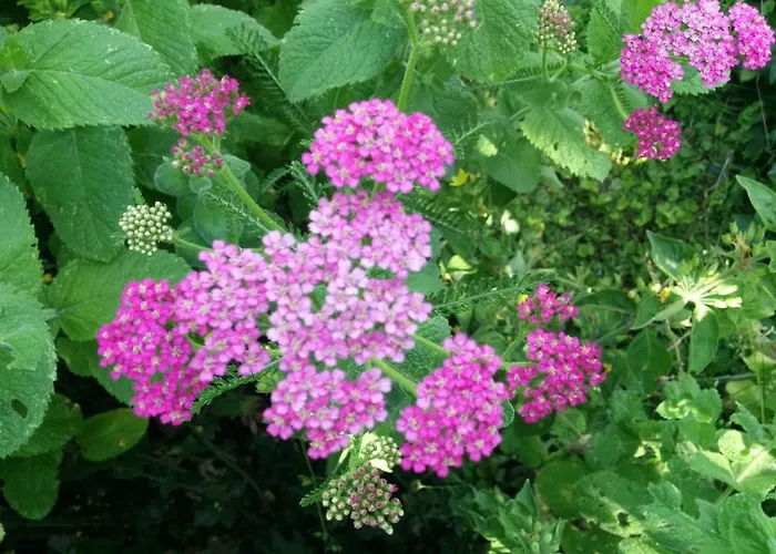 Nummer 13 Bernkastel-Kues