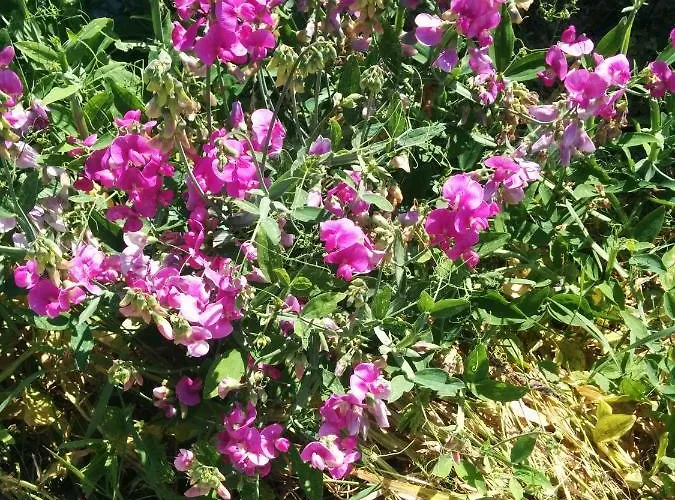 Nummer 13 Habitación en casa particular Bernkastel-Kues