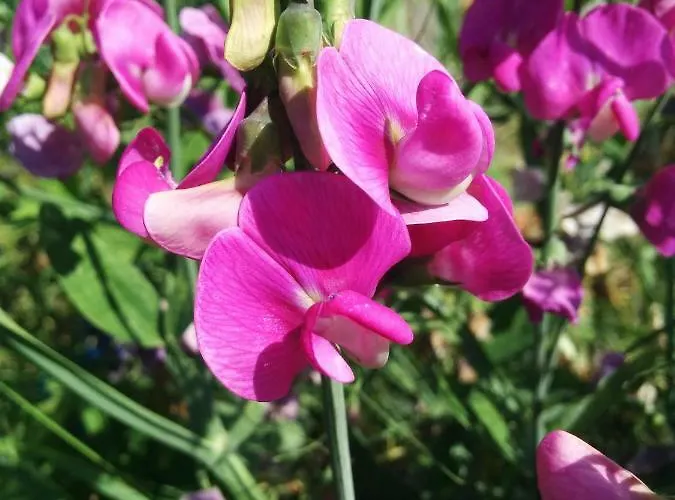 Habitación en casa particular Nummer 13